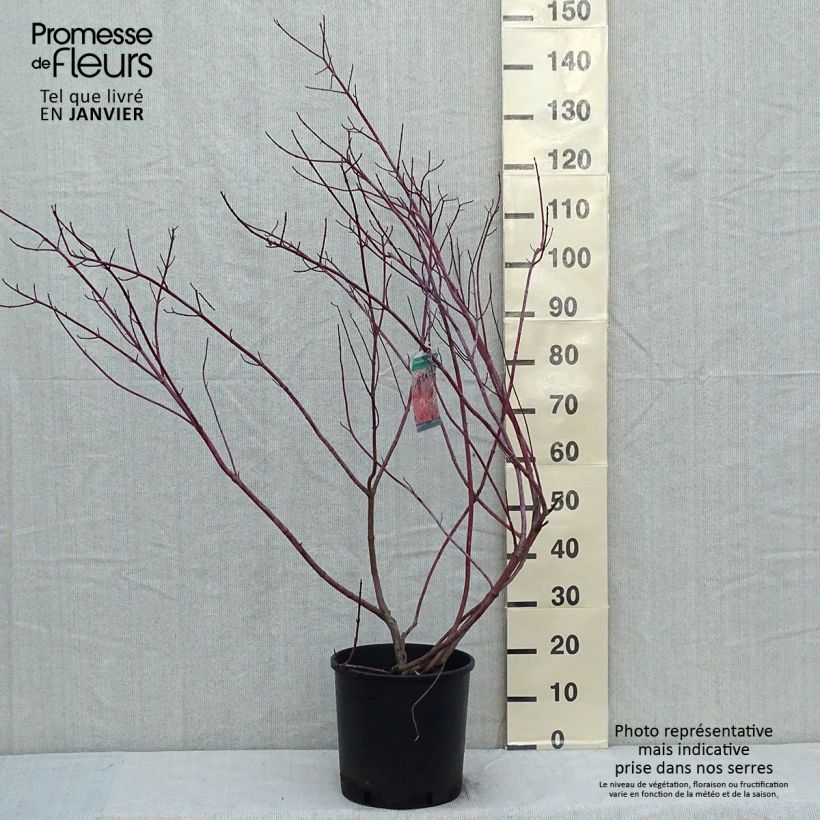 Cornus alba Gouchaultii Vaso da 7,5L/10L esemplare consegnato in inverno