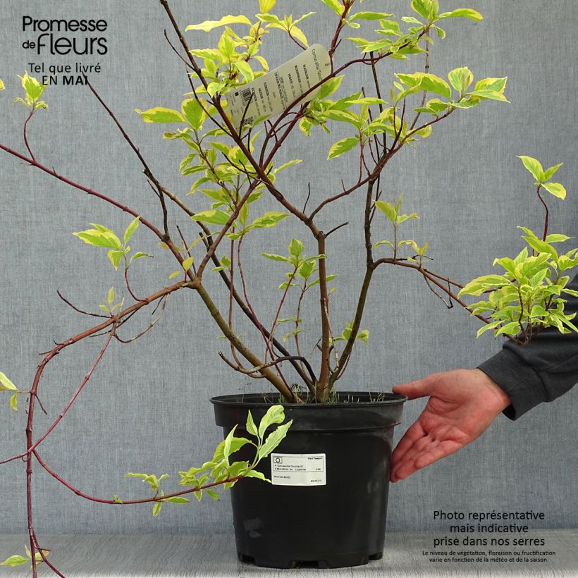 Cornus alba Gouchaultii Vaso da 7,5L/10L esemplare consegnato in primavera