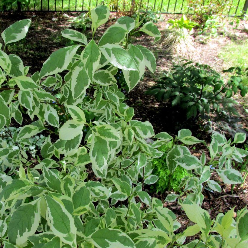 Cornus alba Ivory Halo (Fogliame)