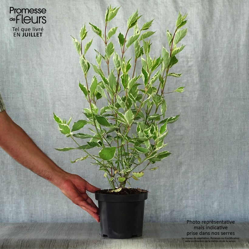 Esemplare di Cornus alba Ivory Halo Vaso da 3L/4L consegnato in estate