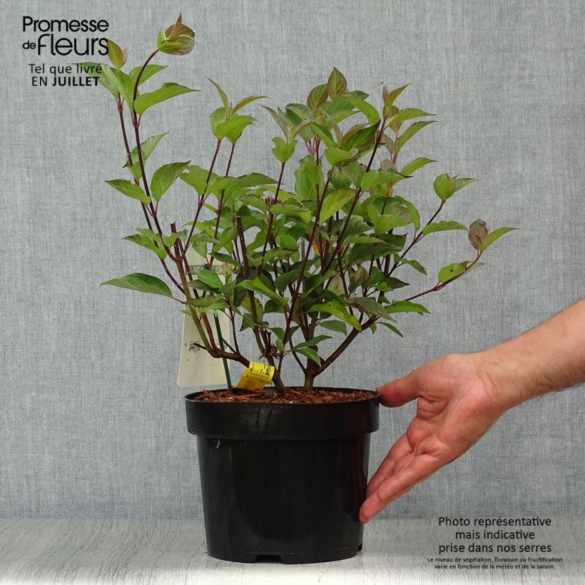 Esemplare di Cornus alba Kesselringii Vaso da 2L/3L consegnato in estate
