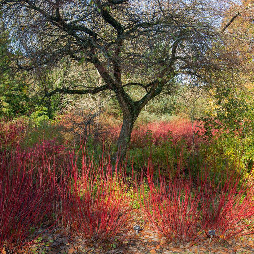Cornus alba Sibirica (Porto)