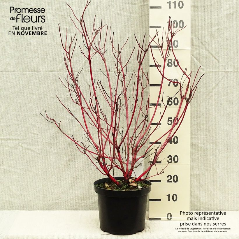 Esemplare di Cornus alba Sibirica Vaso da 6L/7L come consegnato in autunno
