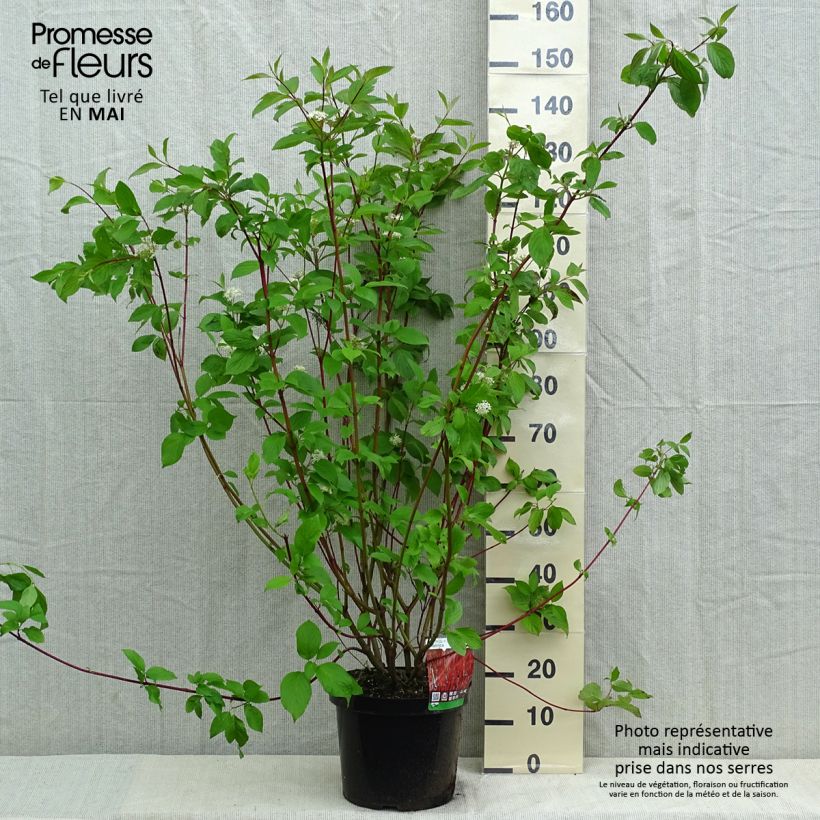 Cornus alba Sibirica Vaso da 6L/7L esemplare consegnato in primavera
