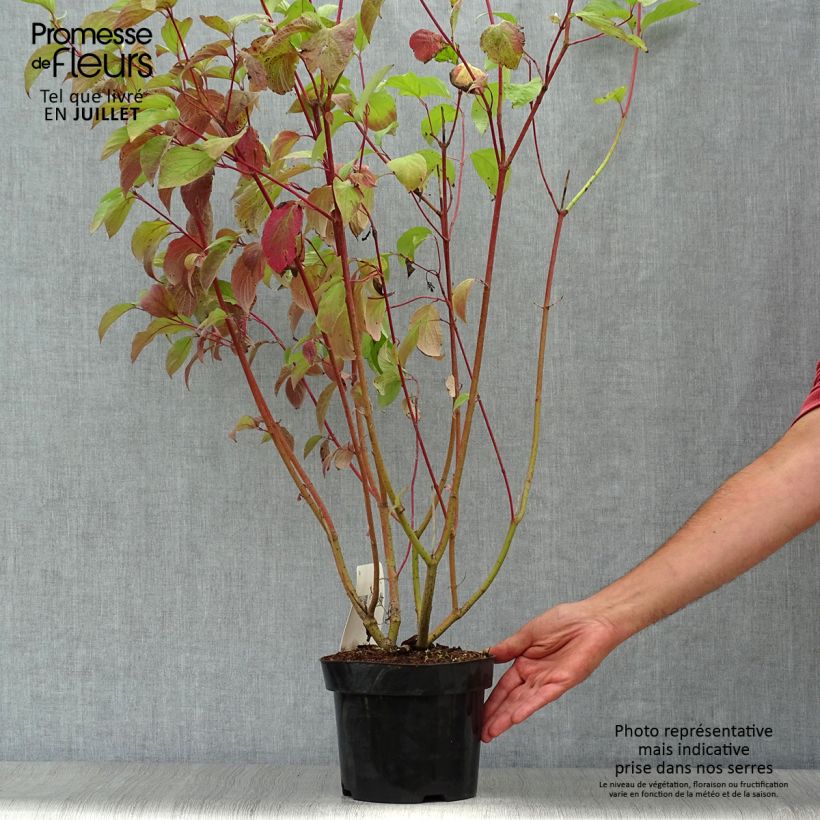Esemplare di Cornus alba Sibirica Vaso da 2L/3L consegnato in estate