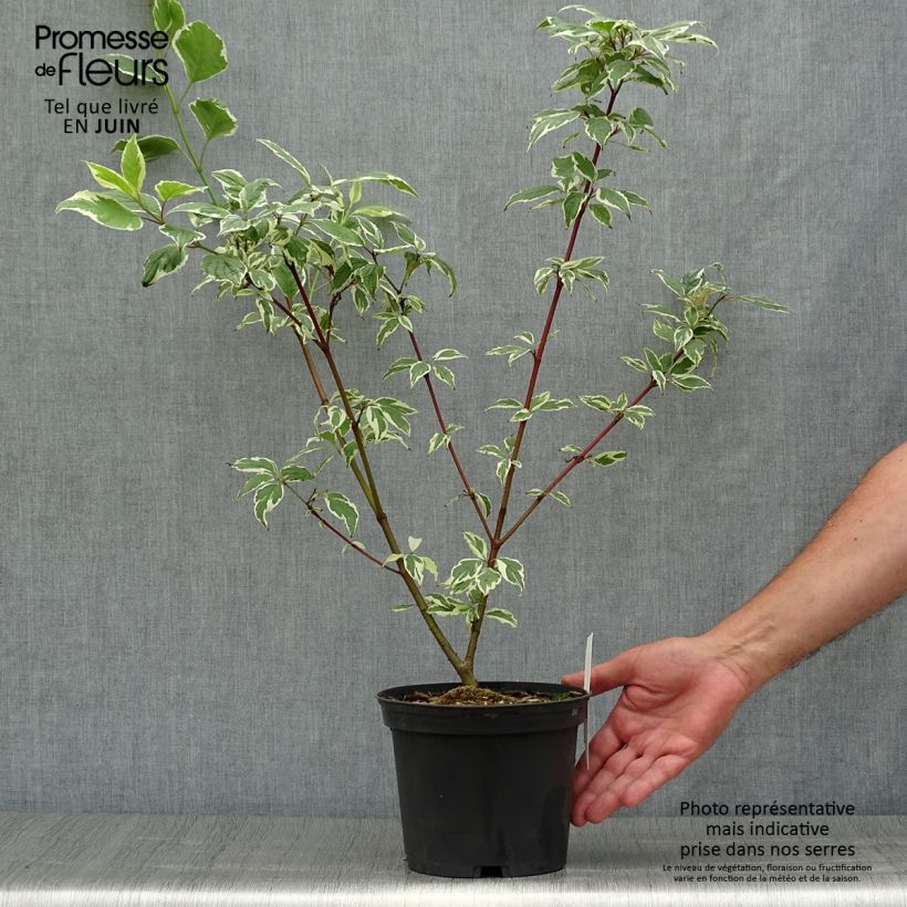 Esemplare di Cornus alba Sibirica Variegata Vaso da 2L/3L consegnato in estate