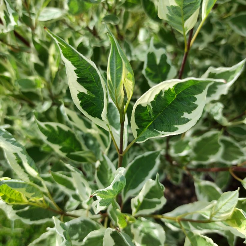 Cornus alba Sibirica Variegata (Fogliame)