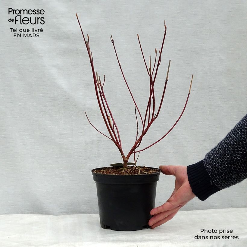 Cornus alba Spaethii Vaso da 4L/5L esemplare consegnato in primavera