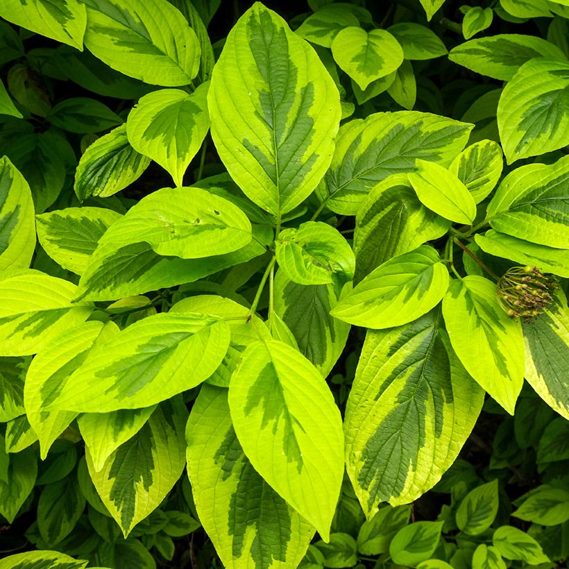 Cornus alba Spaethii (Fogliame)