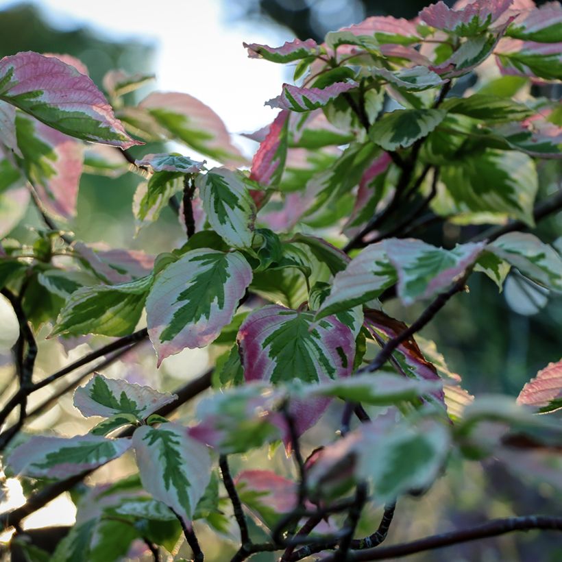 Cornus alternifolia Argentea (Fogliame)