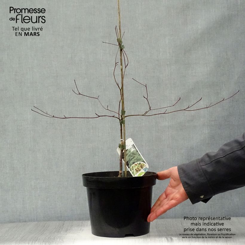 Cornus alternifolia Argentea Vaso da 3L/4L esemplare consegnato in primavera