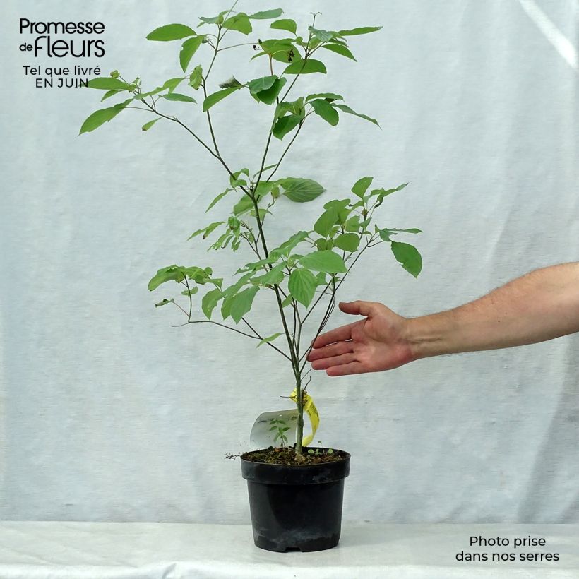 Esemplare di Cornus alternifolia Vaso da 3L/4L consegnato in estate