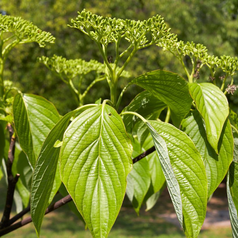Cornus alternifolia (Fogliame)