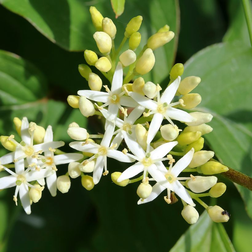 Cornus alternifolia (Fioritura)