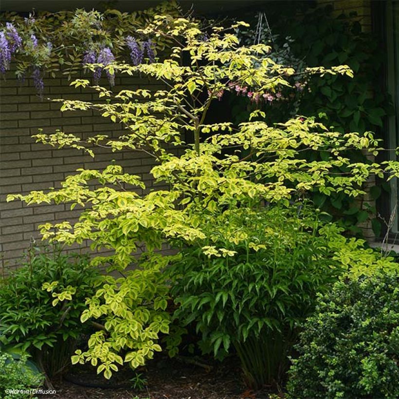 Cornus alternifolia Golden Shadows (Porto)