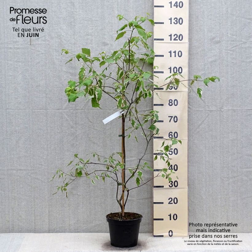 Esemplare di Cornus alternifolia Pinky Spots Vaso da 4L/5L consegnato in estate