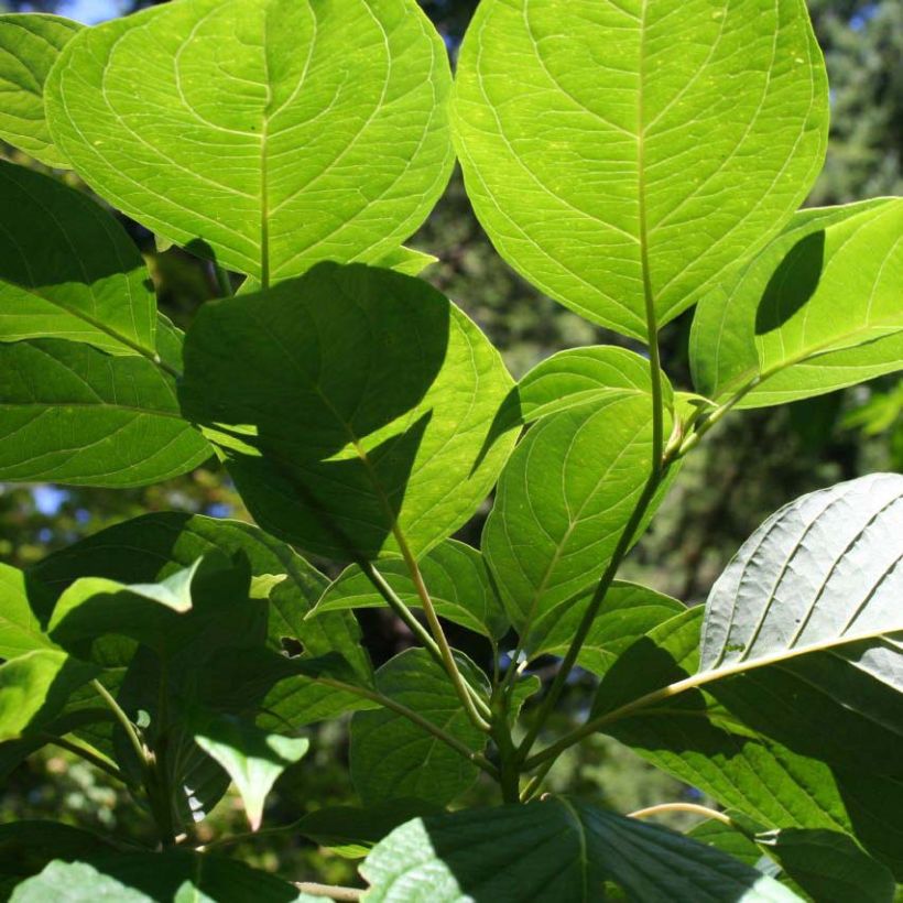 Cornus controversa (Fogliame)
