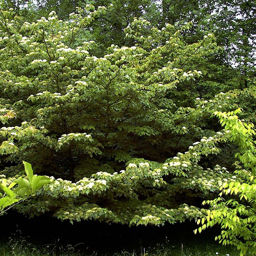 Cornus controversa (Porto)