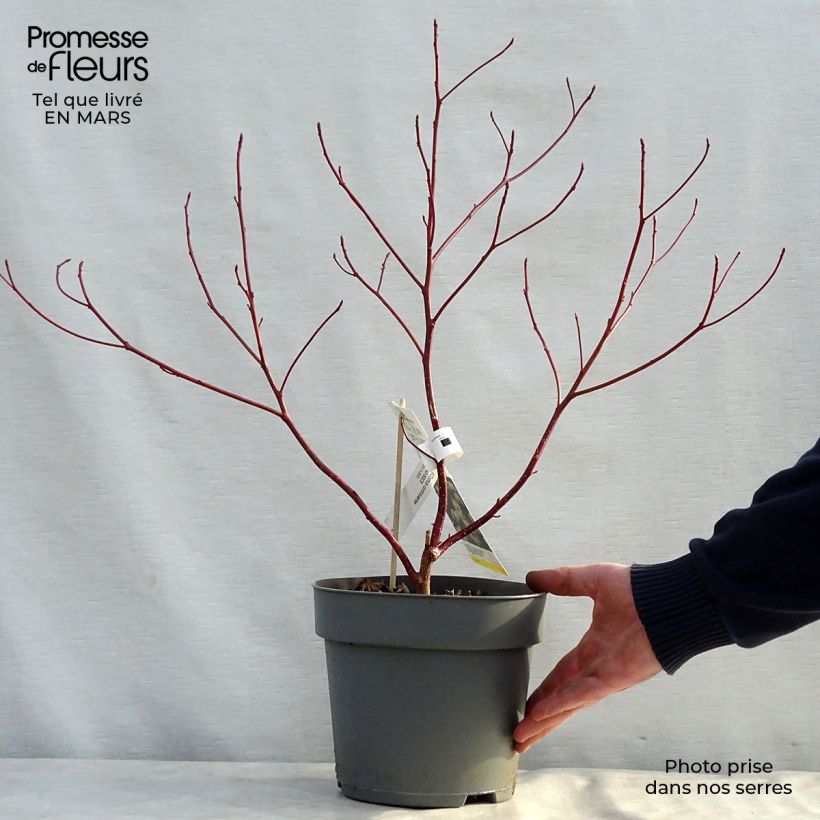 Cornus controversa - Cornouiller des Pagodes Pot de 4L/5L esemplare consegnato in primavera
