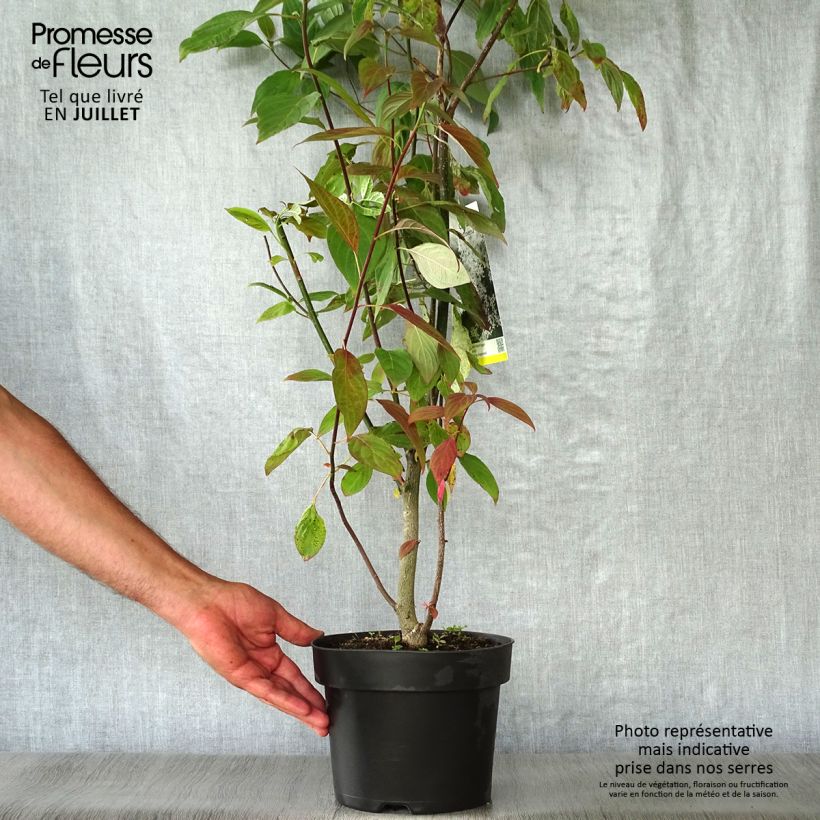 Esemplare di Cornus controversa Vaso da 4L/5L consegnato in estate