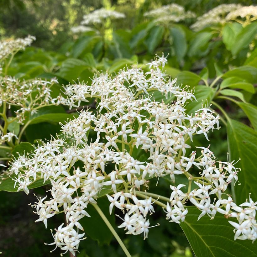 Cornus controversa (Fioritura)
