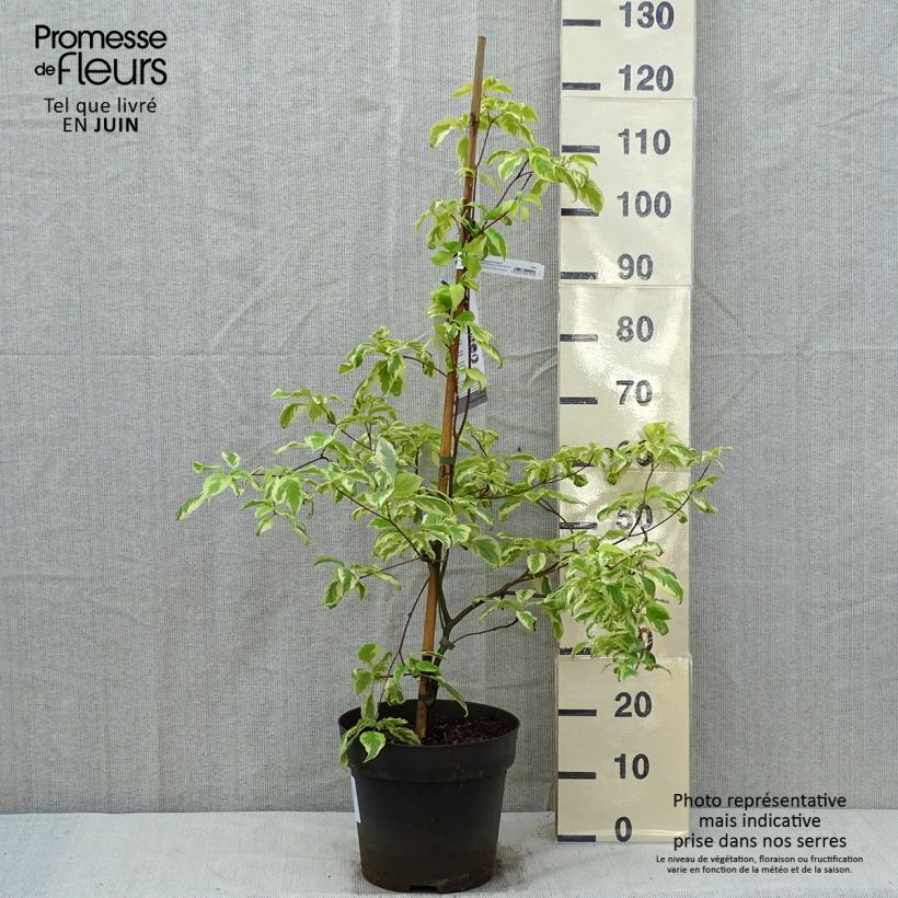 Cornus controversa Gosia Vaso da 7,5L/10L esemplare consegnato in primavera
