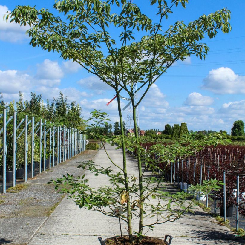 Cornus controversa - Cornouiller des Pagodes - Pot de 90L  esemplare consegnato in primavera