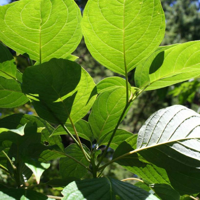 Cornus controversa Pagoda (Fogliame)