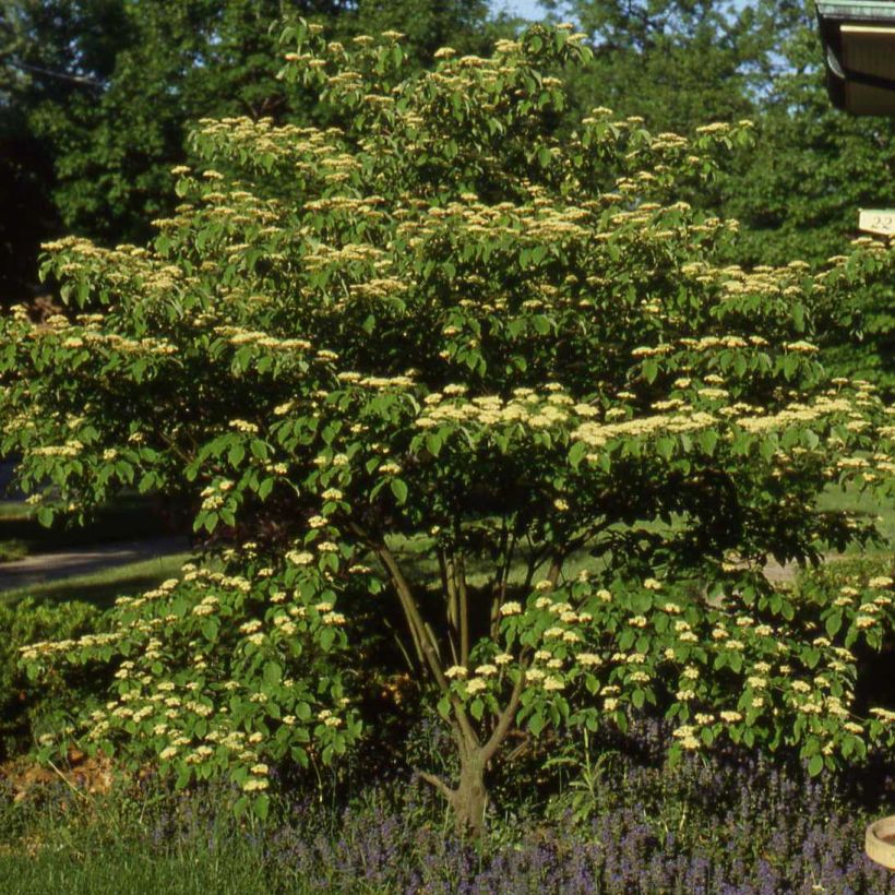 Cornus controversa Pagoda (Porto)