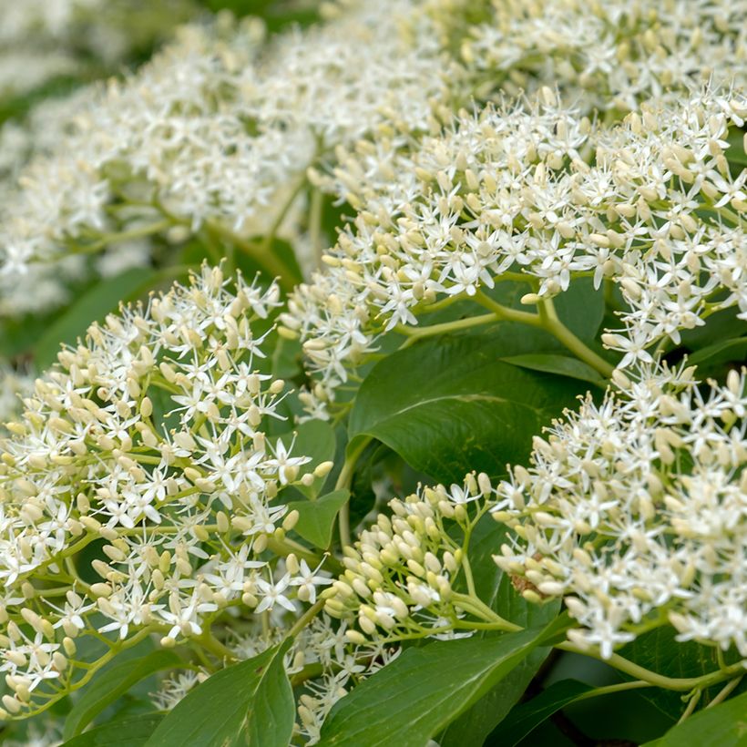 Cornus controversa Pagoda (Fioritura)