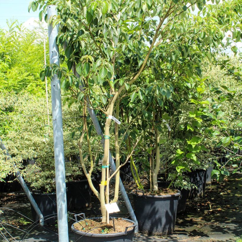 Cornus controversa Pagoda - Cornouiller des Pagodes - Pot de 70L esemplare consegnato in primavera