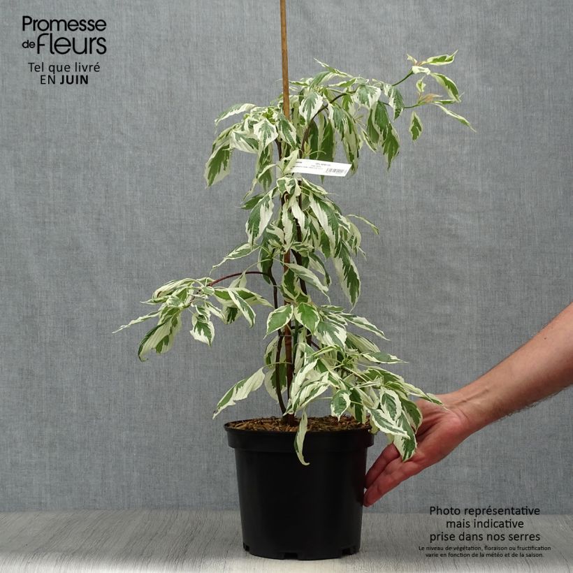 Esemplare di Cornus controversa Variegata Vaso da 3L/4L consegnato in estate