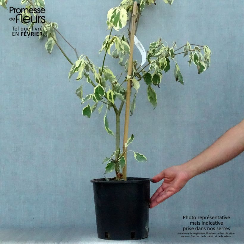 Esemplare di Cornus controversa Variegata Vaso da 7,5L/10L come consegnato in autunno