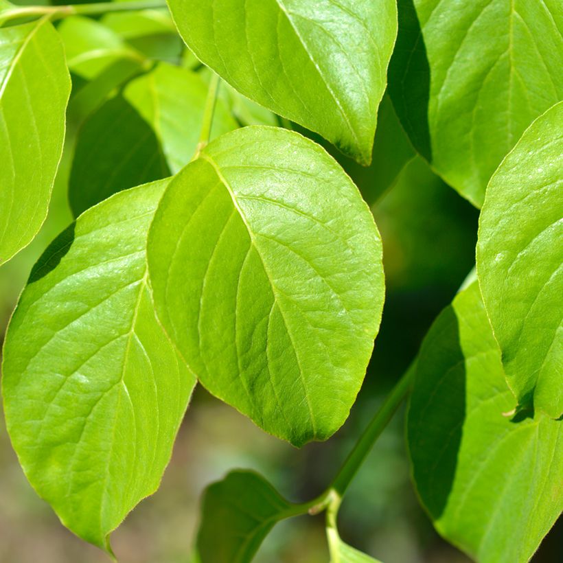 Cornus florida Cherokee Chief (Fogliame)