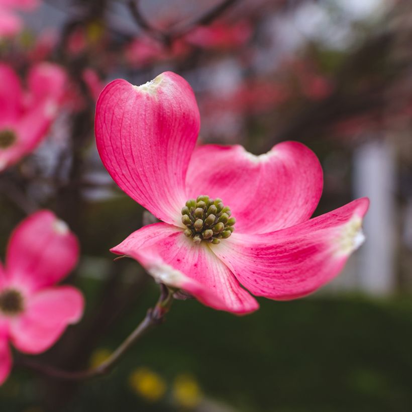 Cornus florida Cherokee Chief (Fioritura)
