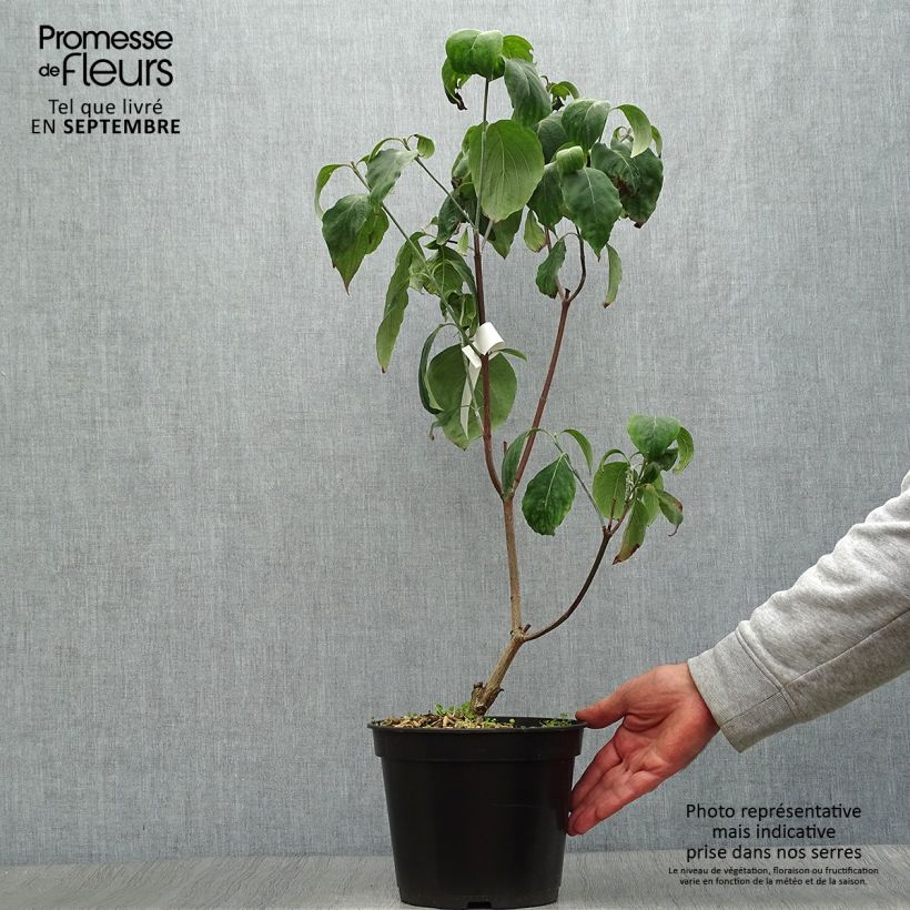 Esemplare di Cornus florida Cherokee Chief Vaso da 4L/5L come consegnato in autunno
