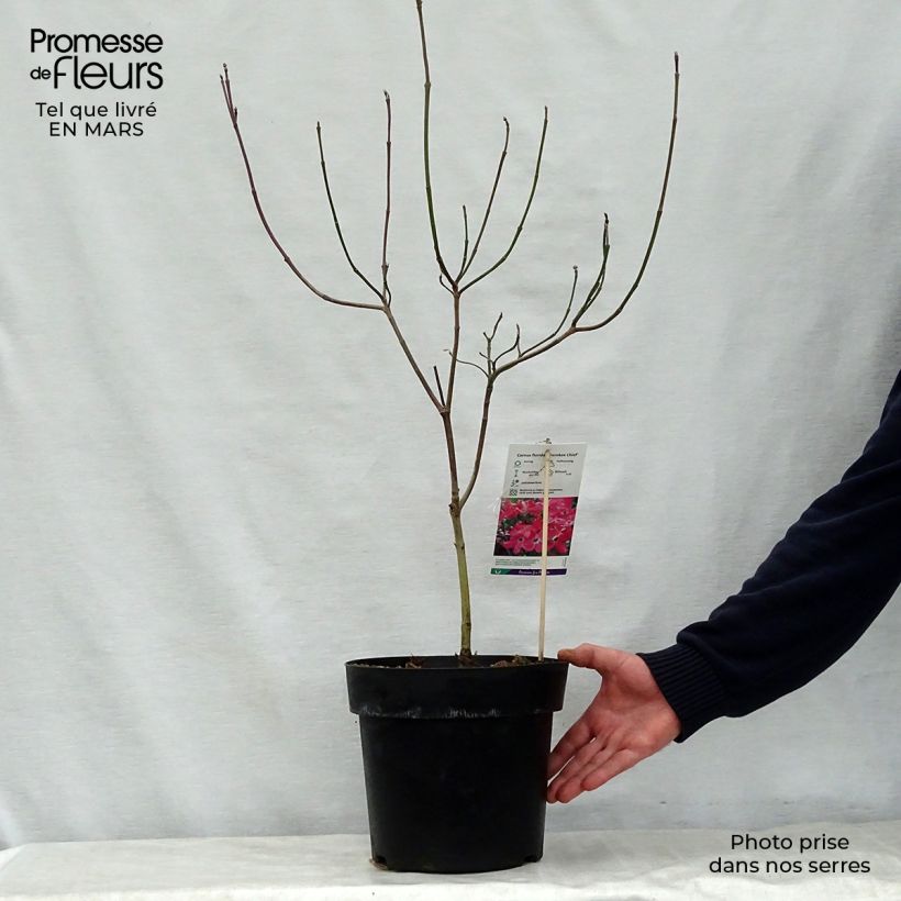 Cornus florida Cherokee Chief Vaso da 12L/15L esemplare consegnato in primavera