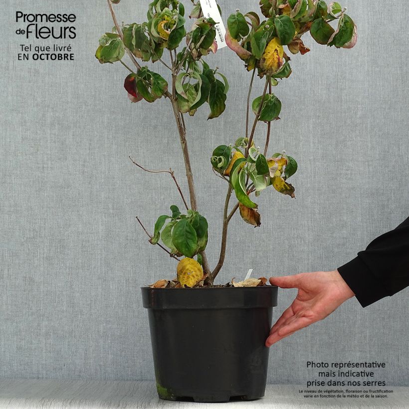 Esemplare di Cornus florida Cherokee Chief Vaso da 12L/15L come consegnato in autunno