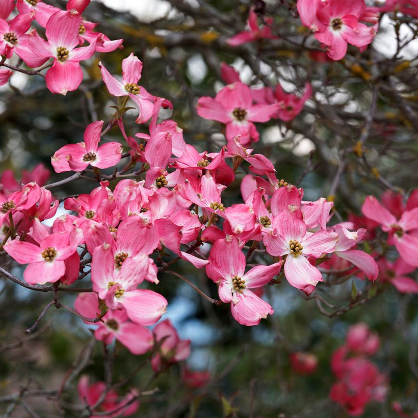 Cornus florida Cherokee Sunset (Fioritura)