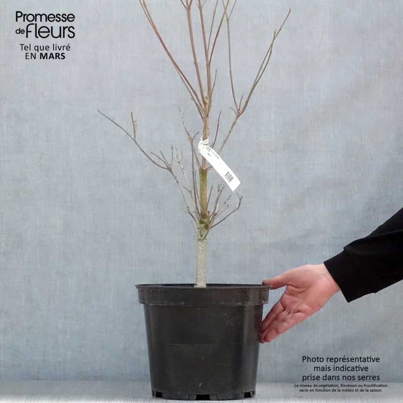 Cornus florida Cloud Nine Vaso da 7,5L/10L esemplare consegnato in primavera