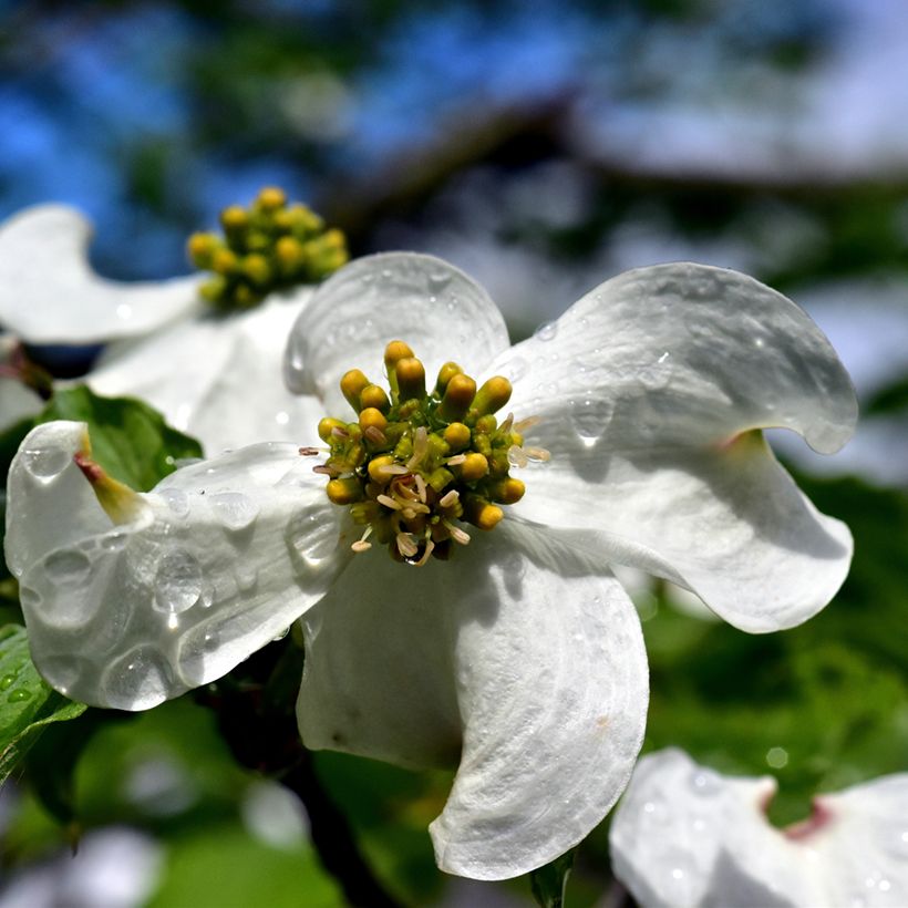 Cornus florida (Fioritura)