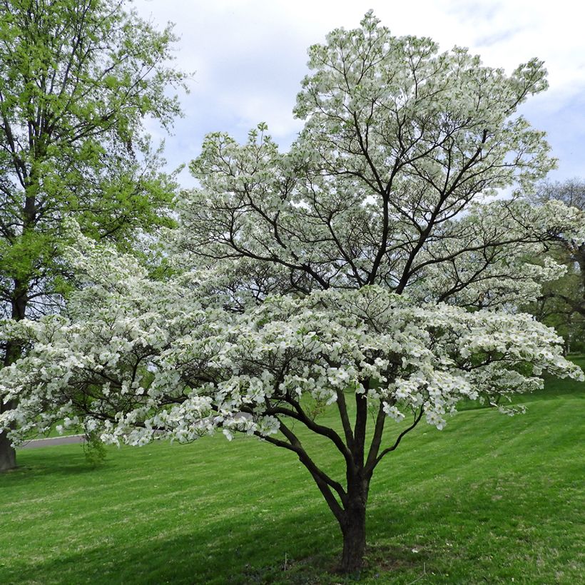 Cornus florida (Porto)