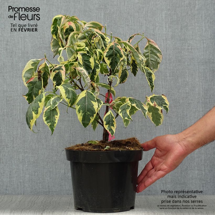 Esemplare di Cornus florida Firebird Vaso da 4L/5L come consegnato in autunno