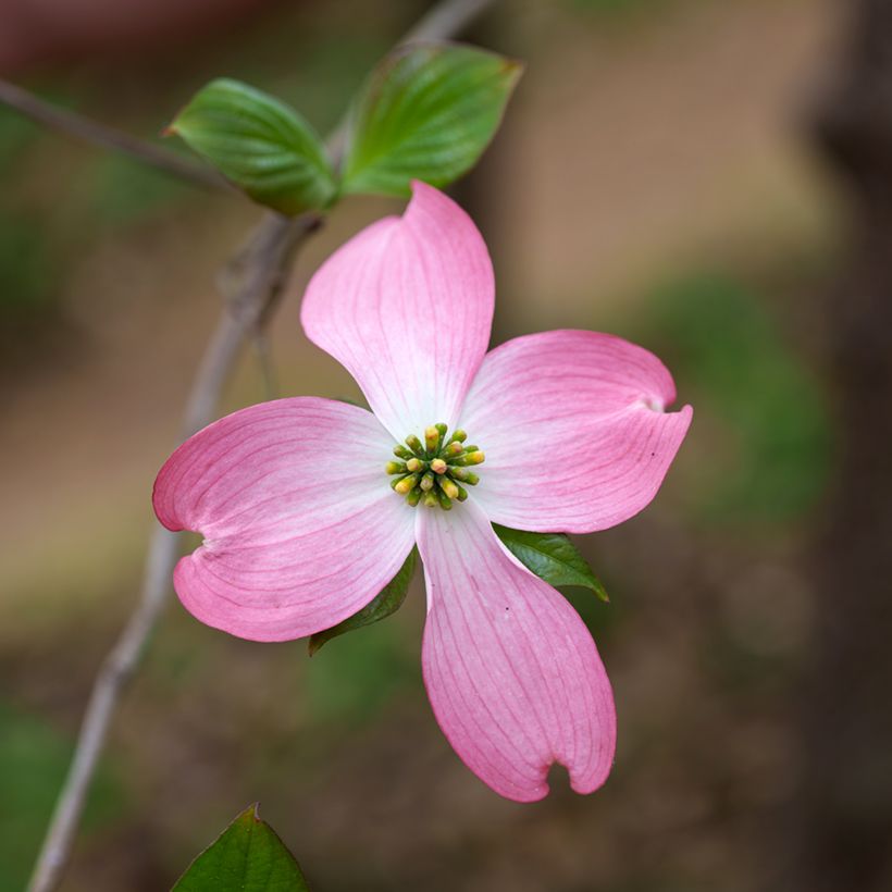 Cornus florida Rubra (Fioritura)