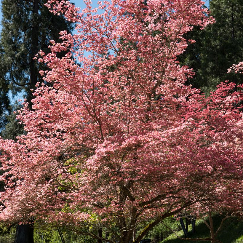Cornus florida Rubra (Porto)
