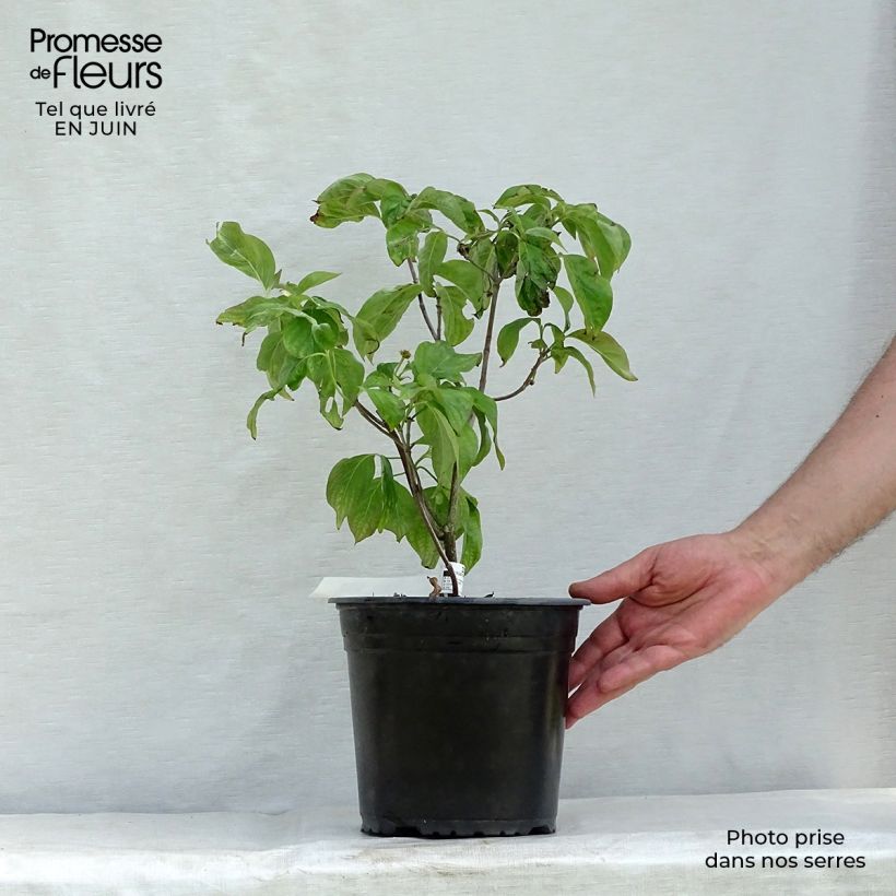 Esemplare di Cornus florida Rubra Vaso da 4L/5L consegnato in estate