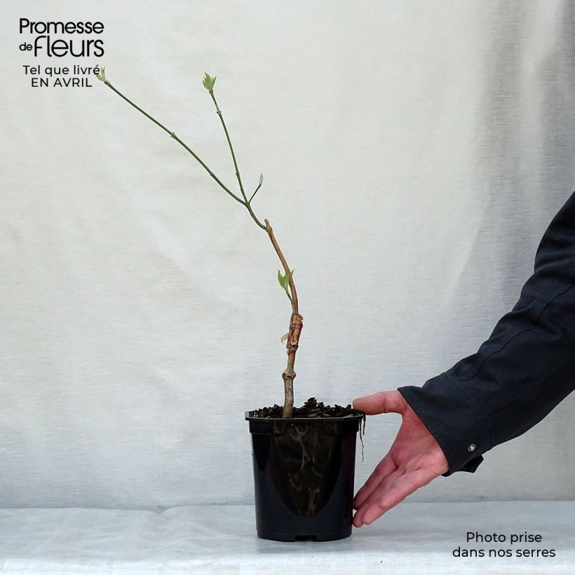 Cornus florida subsp. urbiniana Vaso da 2L/3L esemplare consegnato in primavera