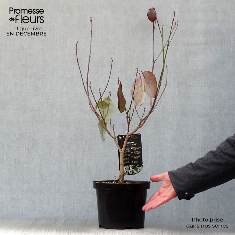 Cornus florida subsp. urbiniana Vaso da 2L/3L esemplare consegnato in inverno