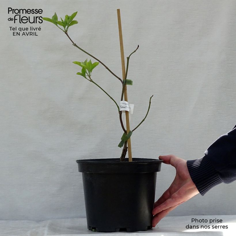 Cornus florida Cherokee Chief Vaso da 2L/3L esemplare consegnato in primavera