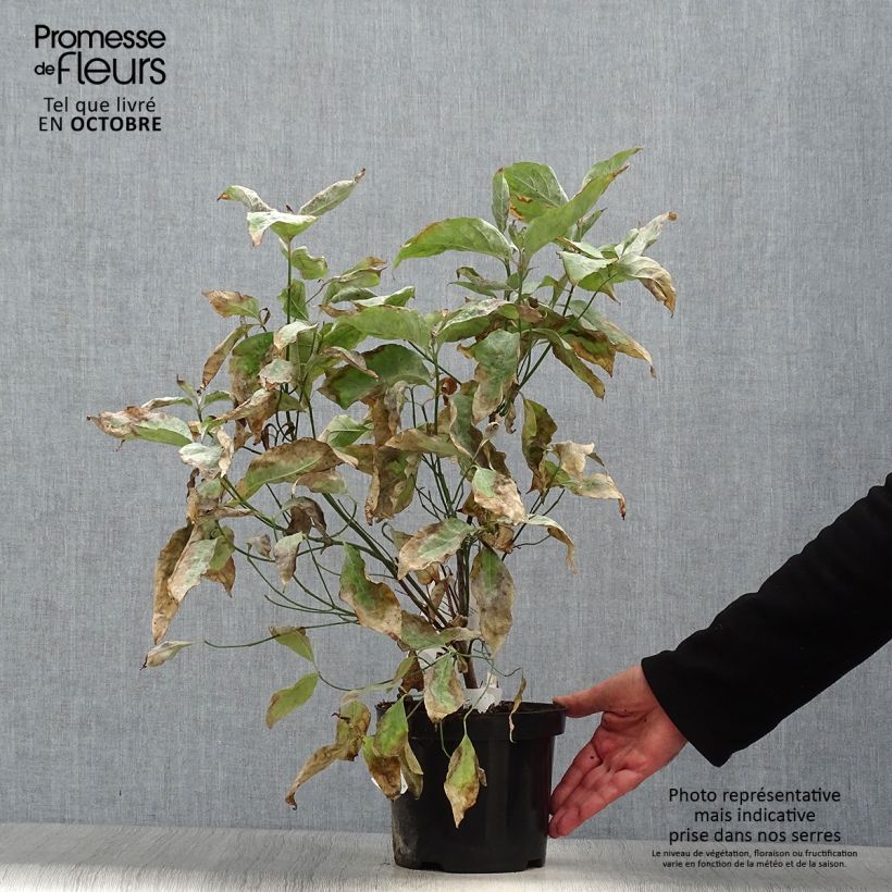 Esemplare di Cornus florida Vaso da 2L/3L come consegnato in autunno